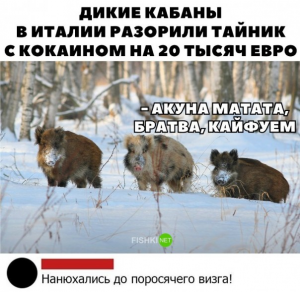 Кабаны наркоманы.jpg